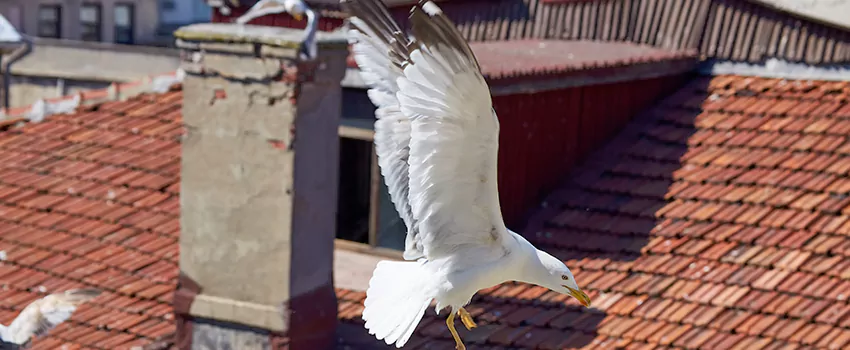 Residential Chimney Animal Removal Solution in Bridgeview, IL