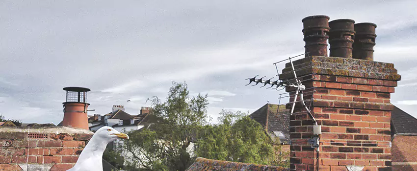 Chimney Cleaning And Restoration in Bridgeview, Illinois